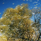 Illustration for article titled Shooting Challenge Fall Leaves Gallery 11